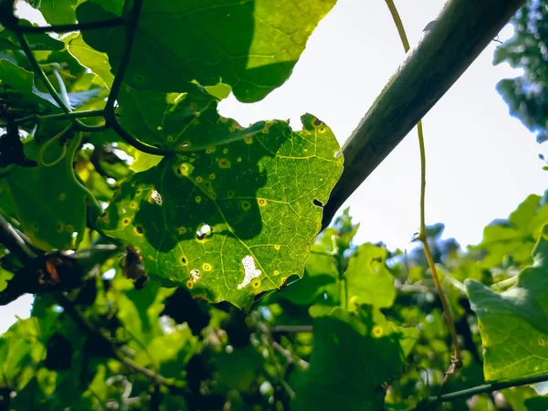 Coccinia Grandis Dynia Bluszczowa Znana Również Jako Dynia Szkarłatna Tindora — Zdjęcie stockowe