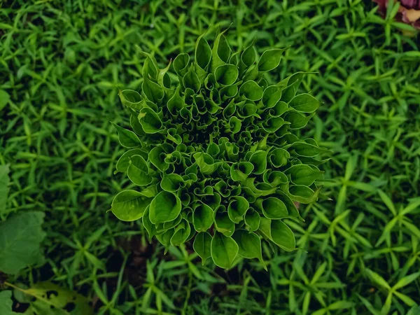 Amorphophallus Paeoniifolius Растение Выращиваемое Преимущественно Африке Южной Азии Юго Восточной — стоковое фото