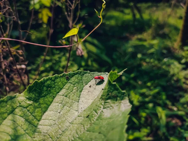 Oncopeltus Lygaeidae Familyasından Bir Tohum Böceği Cinsidir Oncopeltus Cinsinde Tür — Stok fotoğraf