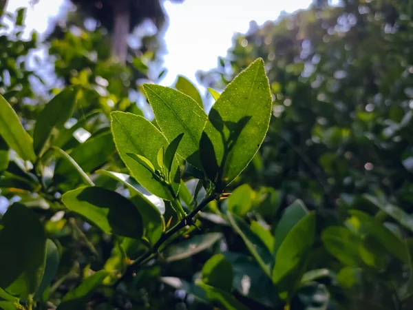 Limone Una Specie Piccolo Albero Sempreverde Della Famiglia Delle Rutaceae — Foto Stock