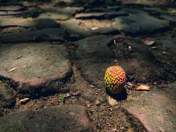 Lychee Sole Member Genus Litchi Soapberry Family Sapindaceae Tropical Tree — Stock Photo, Image