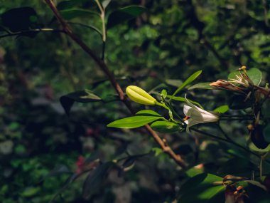 Murraya paniculata, portakal yasemin, portakal yasemin, portakal rengi yasemin, portakal kutusu ya da portakal rengi, Rutaceae familyasından bir ağaç türü..