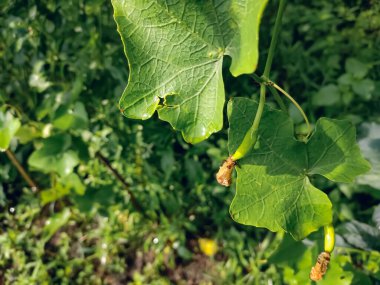 Kızıl kabak, tindora ve kowai meyvesi olarak da bilinen sarmaşık kabağı, tropikal bir sarmaşıktır. Genellikle tropikal iklimlerde yetişir ve genellikle Güney Hindistan eyaletlerinde bulunur.,