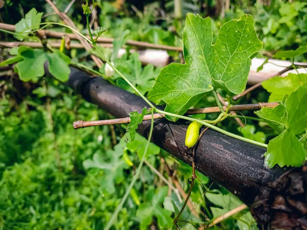 Coccinia Grandis Dynia Bluszczowa Znana Również Jako Dynia Szkarłatna Tindora — Zdjęcie stockowe