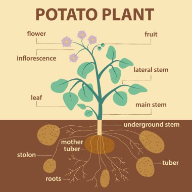 Patates platnt bölümlerini gösteren çizim
