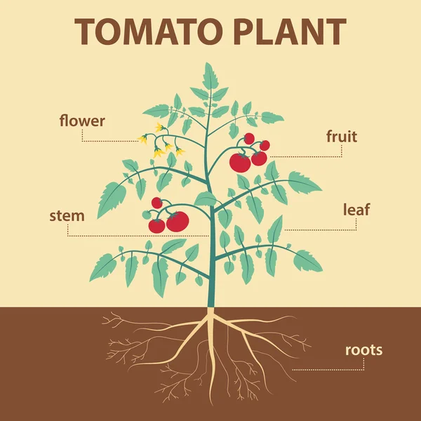 番茄植物 — 图库矢量图片