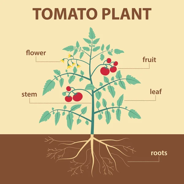 Pianta di pomodoro — Vettoriale Stock