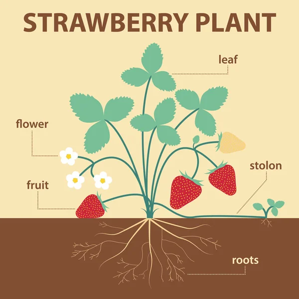 Strawberry plant — Stock Vector