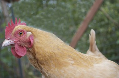 Ücretsiz aralığı tavuk