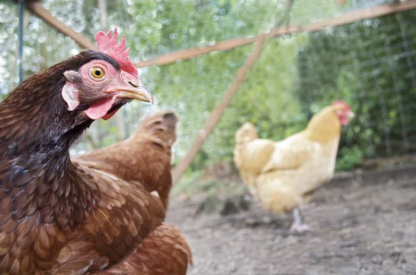 Ücretsiz aralığı tavuk