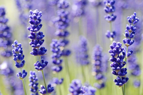 Lavanda Crescimento — Fotografia de Stock