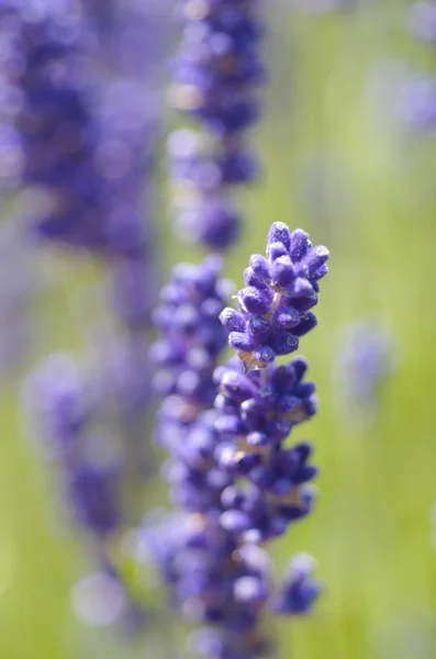 Lavanda Crescimento — Fotografia de Stock