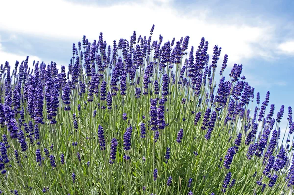 Lavanda Crescimento — Fotografia de Stock