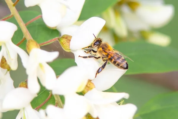 Latająca pszczoła zbierająca pyłek pszczeli z kwiatu akacji. Zbieranie miodu przez pszczoły. — Zdjęcie stockowe