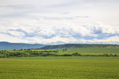 Baharda buğday tarlası ve arka planda karla kaplı dağ.