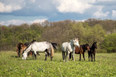Pirin Dağı Bulgraia 'da vahşi atların yiyip yürümesi. Etrafta dolanıyorum..