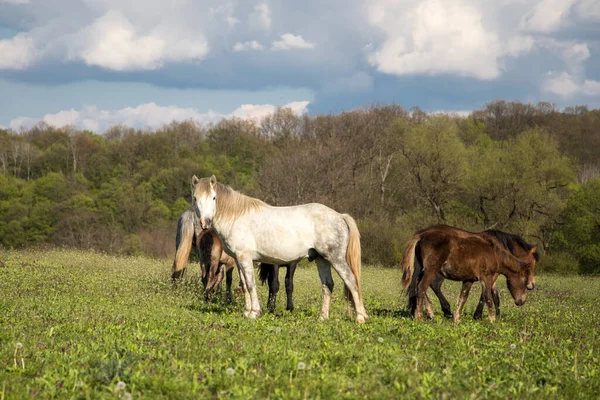 Άγρια ελεύθερα άλογα τρώνε και περπατούν στο βουνό Πιρίν, Bulgraia. Μετακίνηση. — Φωτογραφία Αρχείου