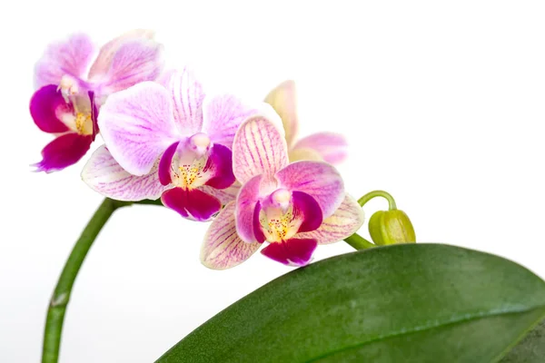 Güzel mor falanopsis orkide çiçekleri, koyu arkaplanda izole. Güve dendrobium orkidesi. Bir sürü çiçek açmışlar. Çiçek açmış. Tropikal çiçekli görsellerin güzel detayları.