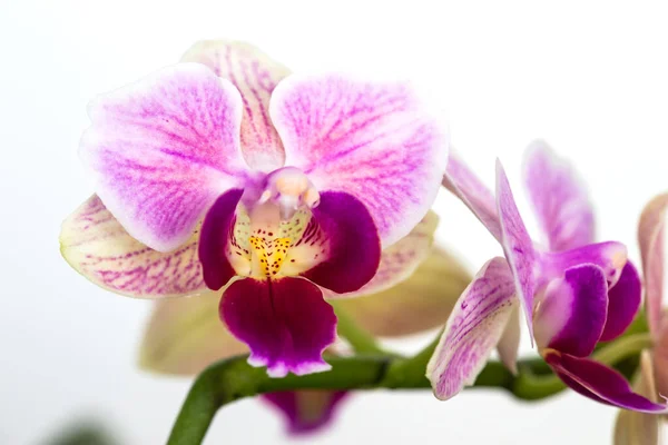 Güzel mor falanopsis orkide çiçekleri, koyu arkaplanda izole. Güve dendrobium orkidesi. Bir sürü çiçek açmışlar. Çiçek açmış. Tropikal çiçekli görsellerin güzel detayları.