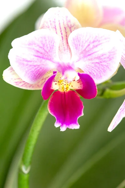 Güzel mor falanopsis orkide çiçekleri, koyu arkaplanda izole. Güve dendrobium orkidesi. Bir sürü çiçek açmışlar. Çiçek açmış. Tropikal çiçekli görsellerin güzel detayları.