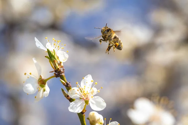 Pszczoła miodna lecąca do białego kwiatu — Zdjęcie stockowe