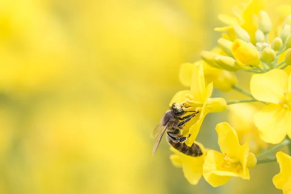 Pszczoła zbierająca miód z żółtego kwiatu rzepaku. Pyłek pszczół zbierających pszczoły. — Zdjęcie stockowe