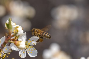 Uçan bal arısı beyaz çiçekten arı poleni topluyor. Arı bal topluyor..
