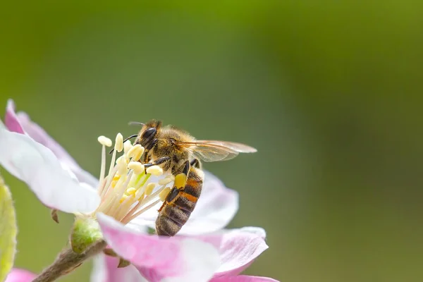 Pszczoła zbierająca pyłek pszczeli z kwiatu jabłoni. Zbieranie miodu przez pszczoły. — Zdjęcie stockowe