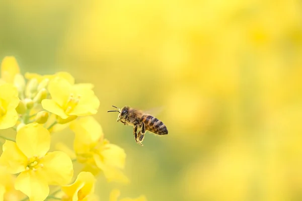 Latająca pszczoła zbierająca pyłek pszczeli z żółtego kwiatu rzepaku. Zbieranie miodu przez pszczoły. — Zdjęcie stockowe
