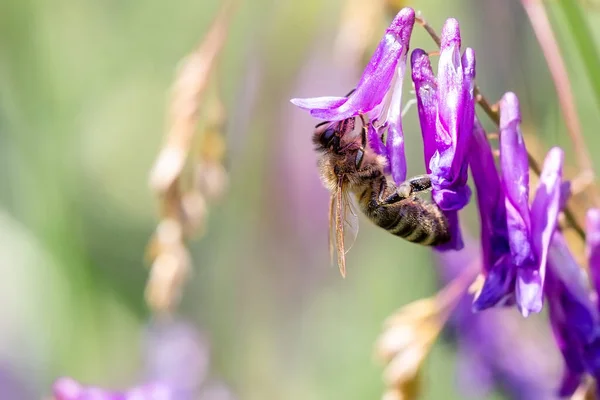 Pszczoła zbierająca pyłek pszczeli z purpurowego kwiatu. Zbieranie miodu przez pszczoły. — Zdjęcie stockowe