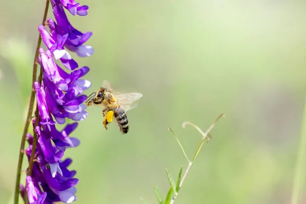 紫色の花からミツバチ花粉を集めて飛ぶミツバチ。ミツバチ採集蜂蜜. ストック画像