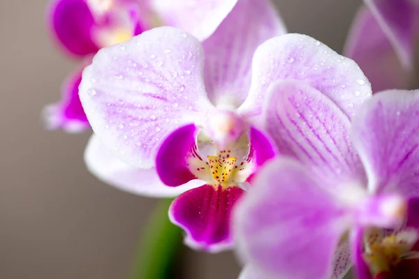 美しい紫色のファラエンシスの蘭の花。蛾のデンドロビウム蘭。花を咲かせます。熱帯の花のビジュアルの美しい詳細。熱帯雨林. ロイヤリティフリーのストック写真