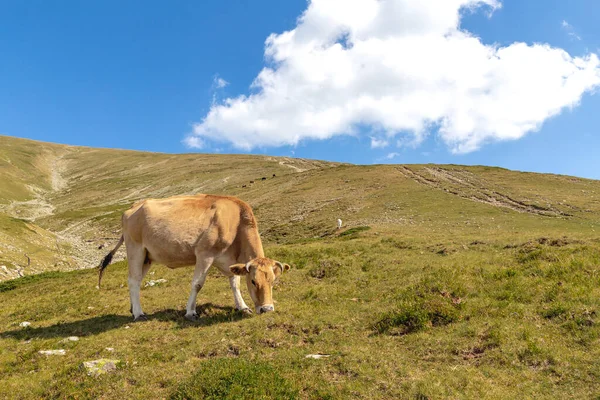 Bruine koe in de berg. Koe in hoge bergweide bij Botev piek, Bulgarije. Stockfoto