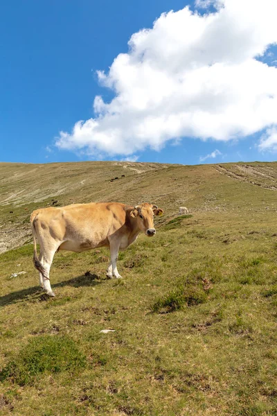 Dağdaki kahverengi inek. Bulgaristan 'ın Botev zirvesi yakınlarındaki yüksek dağlık otlaktaki inek. Telifsiz Stok Imajlar