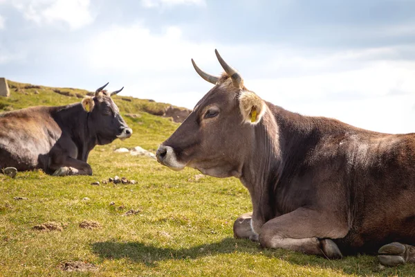 Bruine koe in de berg. Koe in hoge bergweide bij Botev piek, Bulgarije. Stockafbeelding