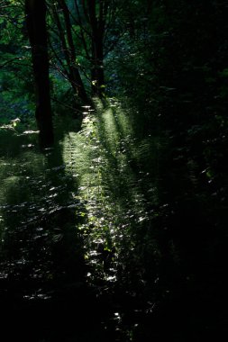 Kırsalda ilkbahar bitkileri