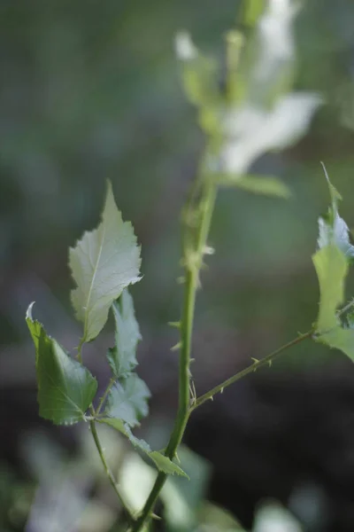 Vegetação Primavera Campo — Fotografia de Stock