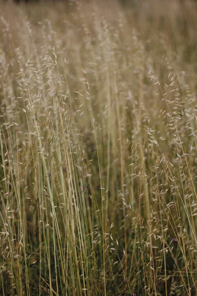 Vegetazione Primaverile Campagna — Foto Stock