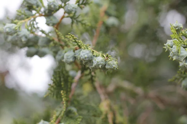 Frühlingsvegetation Auf Dem Land — Stockfoto