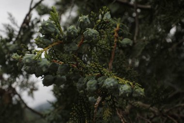 Kırsalda ilkbahar bitkileri