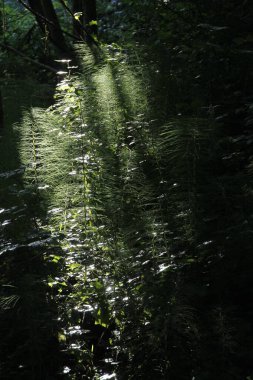 Kırsalda ilkbahar bitkileri