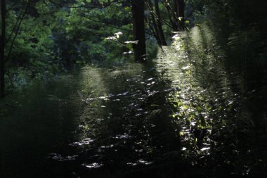 Kırsalda ilkbahar bitkileri