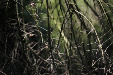 Kırsalda ilkbahar bitkileri