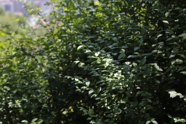 Kırsalda ilkbahar bitkileri