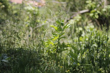 Kırsalda ilkbahar bitkileri