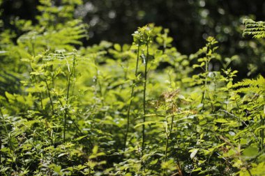 Kırsalda ilkbahar bitkileri