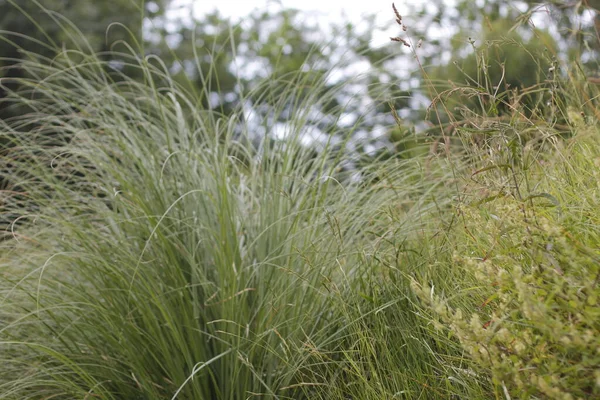 Frühlingsvegetation Auf Dem Land — Stockfoto