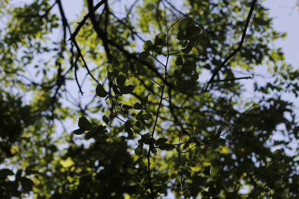 Frühlingsvegetation Auf Dem Land — Stockfoto