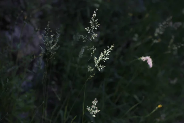 Vegetazione Primaverile Campagna — Foto Stock