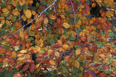 Sonbahar renklerinde bir orman manzarası